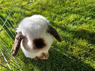 Mini Lop rabbits Beautiful pedigree Mini Lops - Advert 1