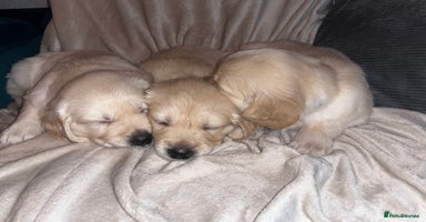 Golden Retriever dogs - Advert 1