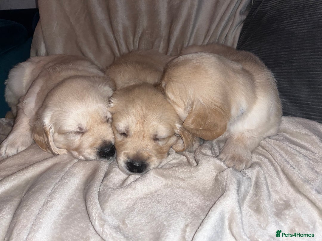 Golden Retriever dogs for sale: Beautiful KC Golden Retriever Babies  - Image 9