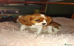 Cavalier King Charles Spaniel dogs for sale: King Charles cavalier 1 boy left!  - Image 22