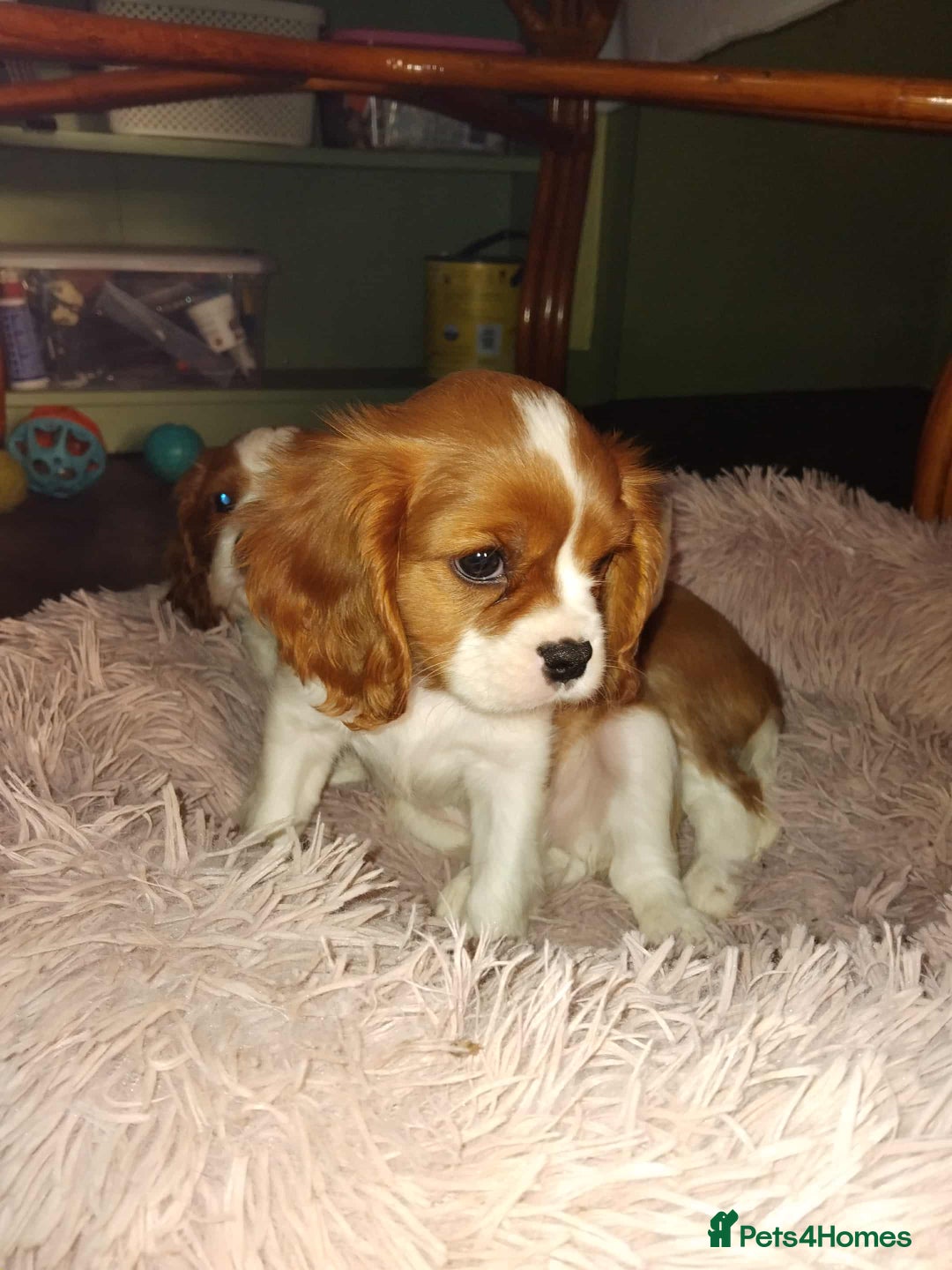 Cavalier King Charles Spaniel dogs for sale: King Charles cavalier 1 boy left!  - Image 22