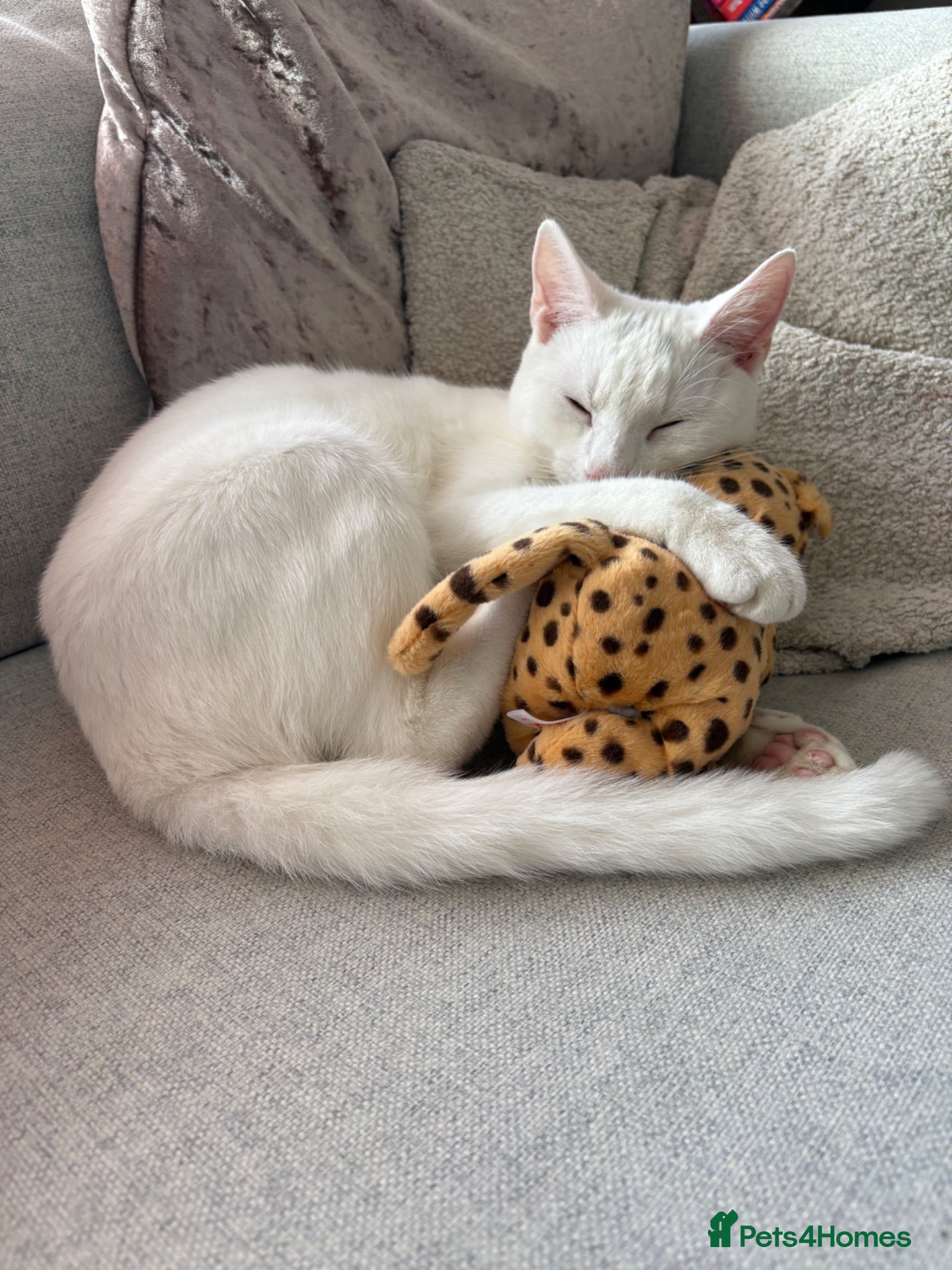 Mixed Breed cats Russian White x British Shorthair Male - Advert 1