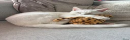 Mixed Breed cats for sale: Russian White x British Shorthair Male in Sutton Coldfield - Advert 1