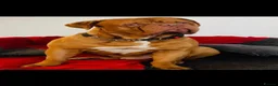 Dogue De Bordeaux dogs for sale: Quality Dogue De Bordeaux puppy’s  - Advert 22