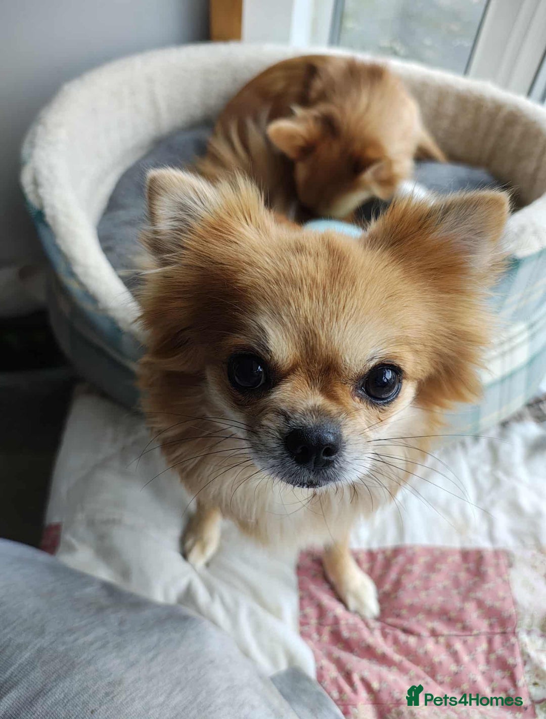 Chihuahua dogs for adoption: Please help our chihuahua mix girls  - Image 2