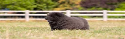 Chow Chow dogs for sale: Stunning smooth and fluffy ChowChow puppies  - Advert 8