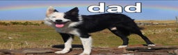 Border Collie dogs for sale: Border collie female pups for sale - Advert 8