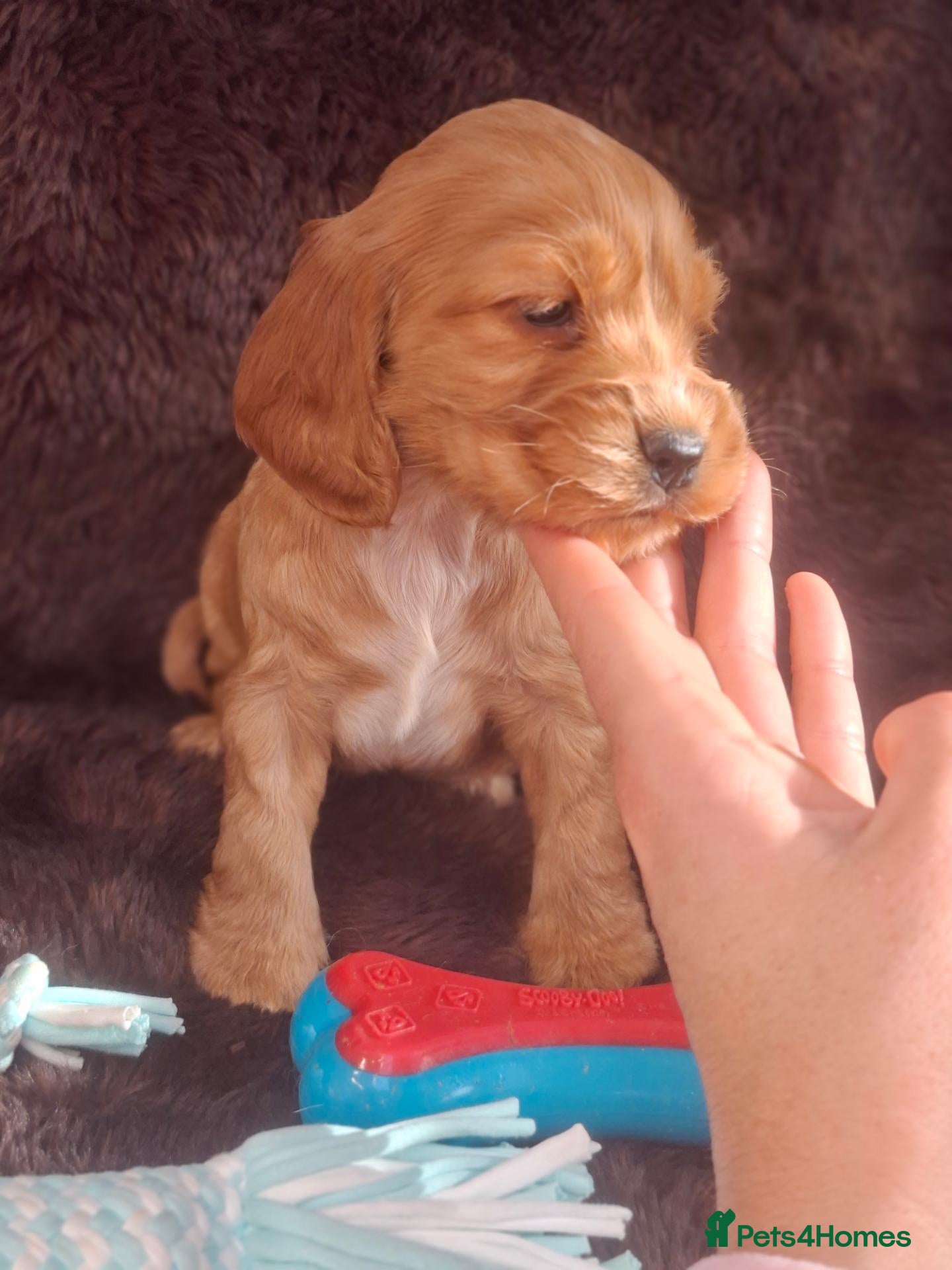 Cocker Spaniel dogs for sale: Cocker Spaniel puppies - Advert 3