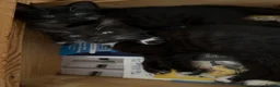 Mixed Breed cats for sale: Beautiful litter of 6 mixed Kittens  in Ashford - Advert 4