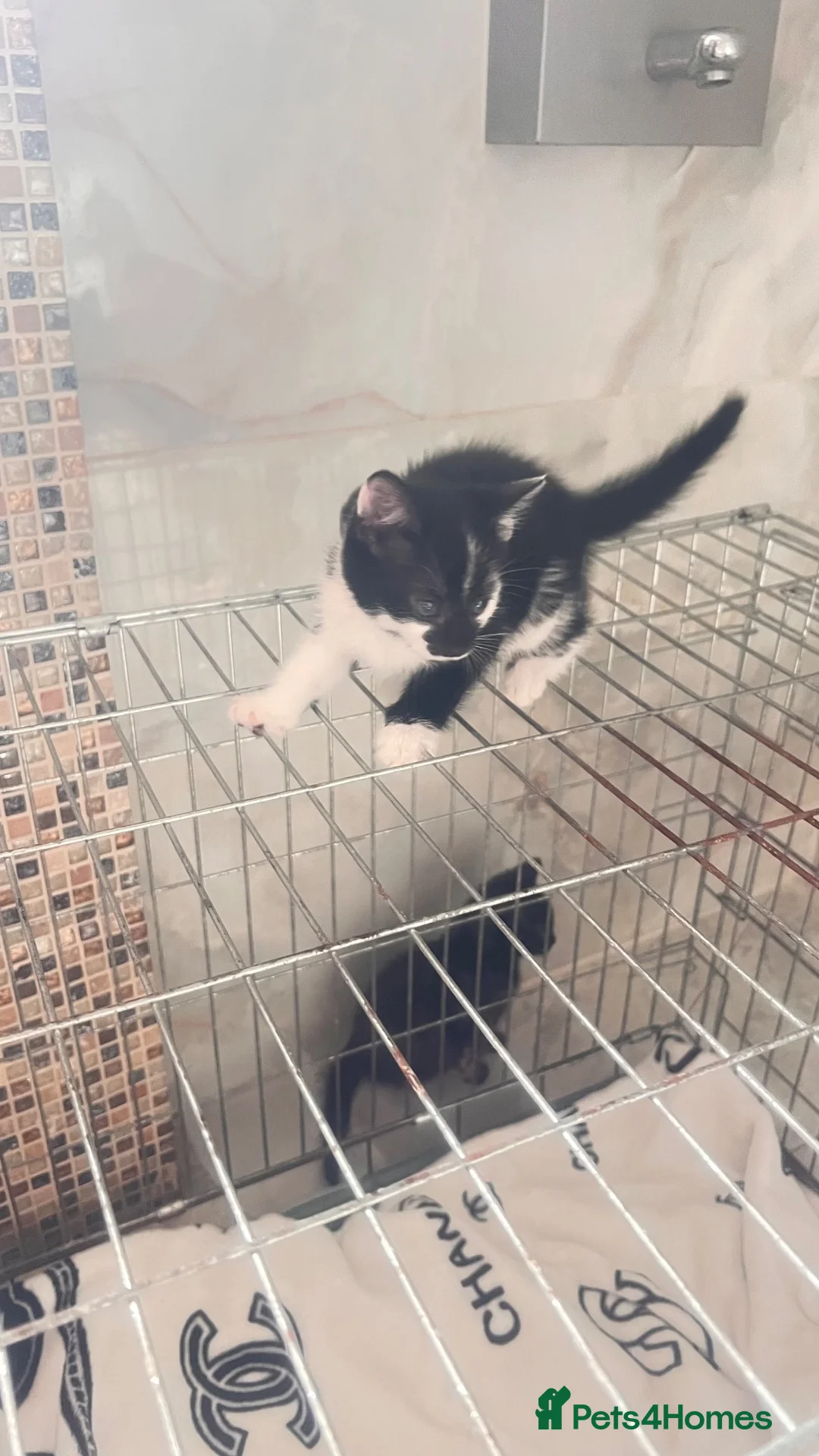Mixed Breed cats for sale: Small kittens ready now london n9  in London - Advert 38