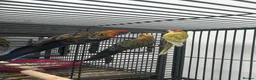 Parakeets birds for sale: Stunning Various Rosella & Pennants   - Advert 4