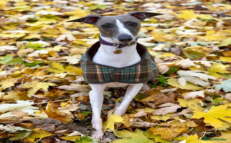 Italian Greyhound dogs - Advert 1