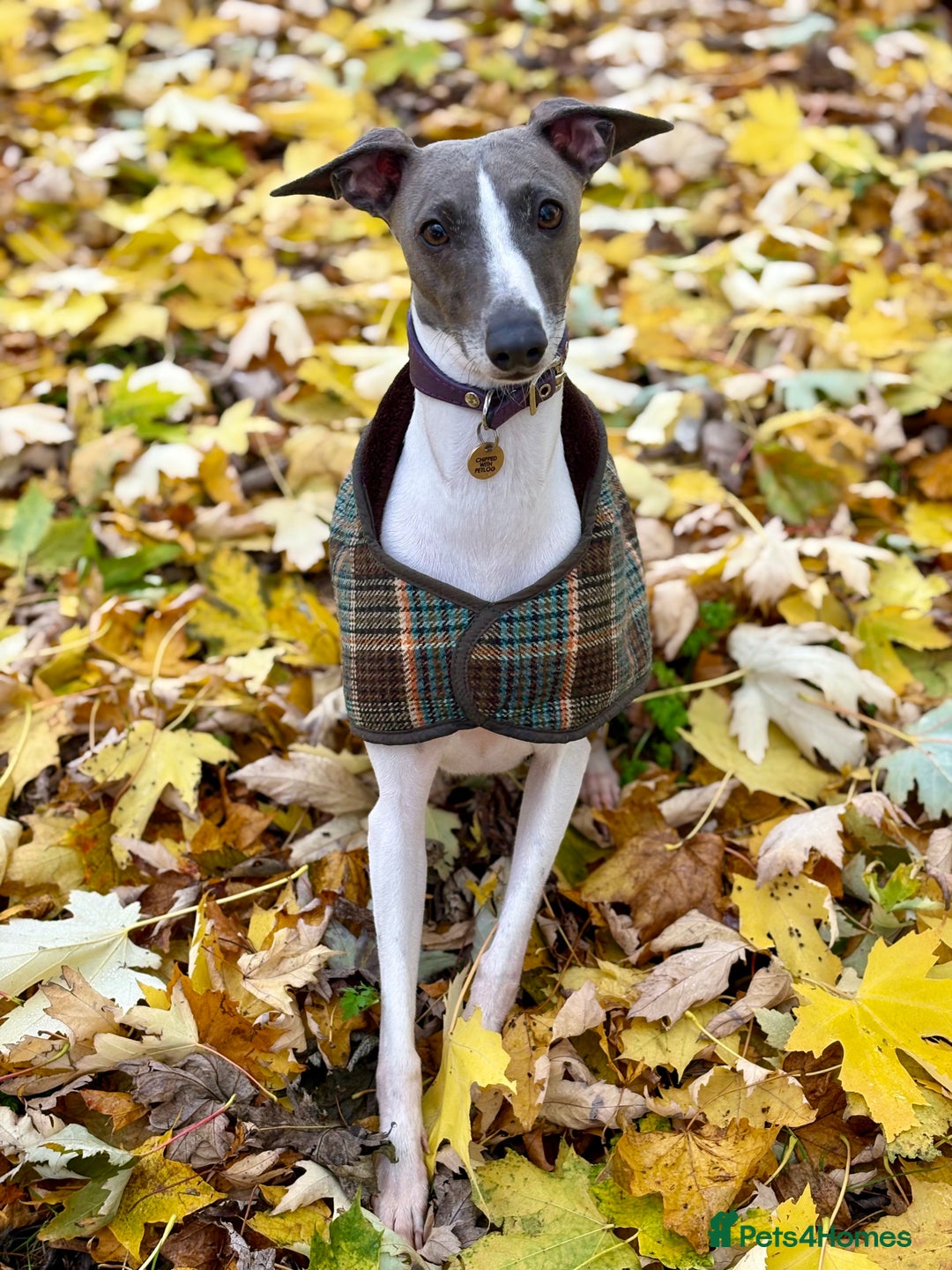 Italian Greyhound dogs for sale: 7/8 Italian Greyhound, 1/8 Whippet Puppies Due - Image 1