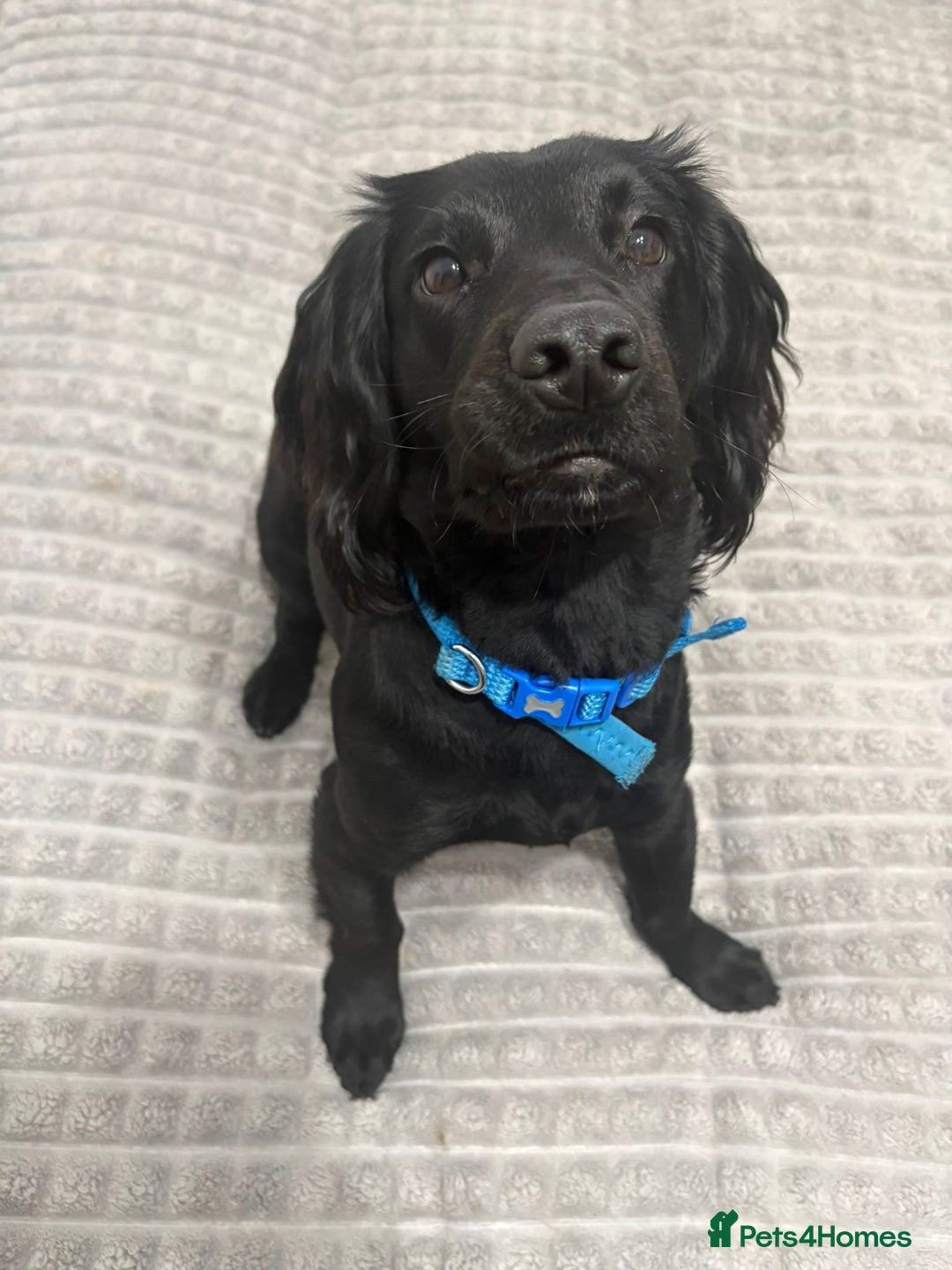 Cocker Spaniel dogs for sale: Beautiful working cocker spaniel - Advert 5