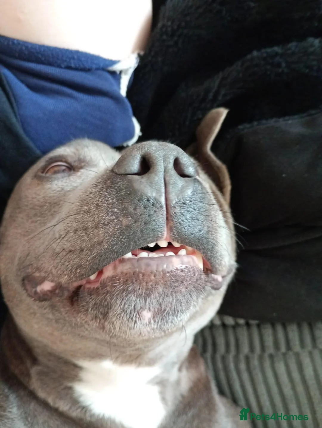 Staffordshire Bull Terrier dogs for sale: Looking for new home in Swadlincote - Advert 5