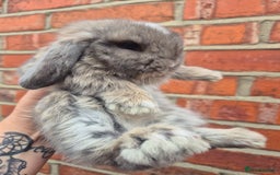 Mini Lop rabbits for sale: Ready to leave 24th September  - Image 2