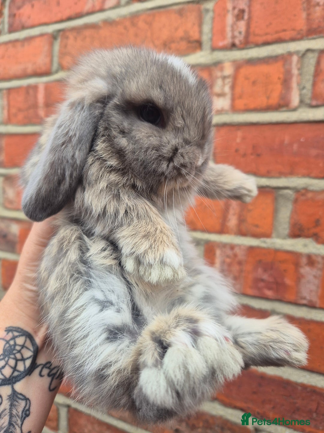 Mini Lop rabbits for sale: Ready to leave 24th September  - Image 2