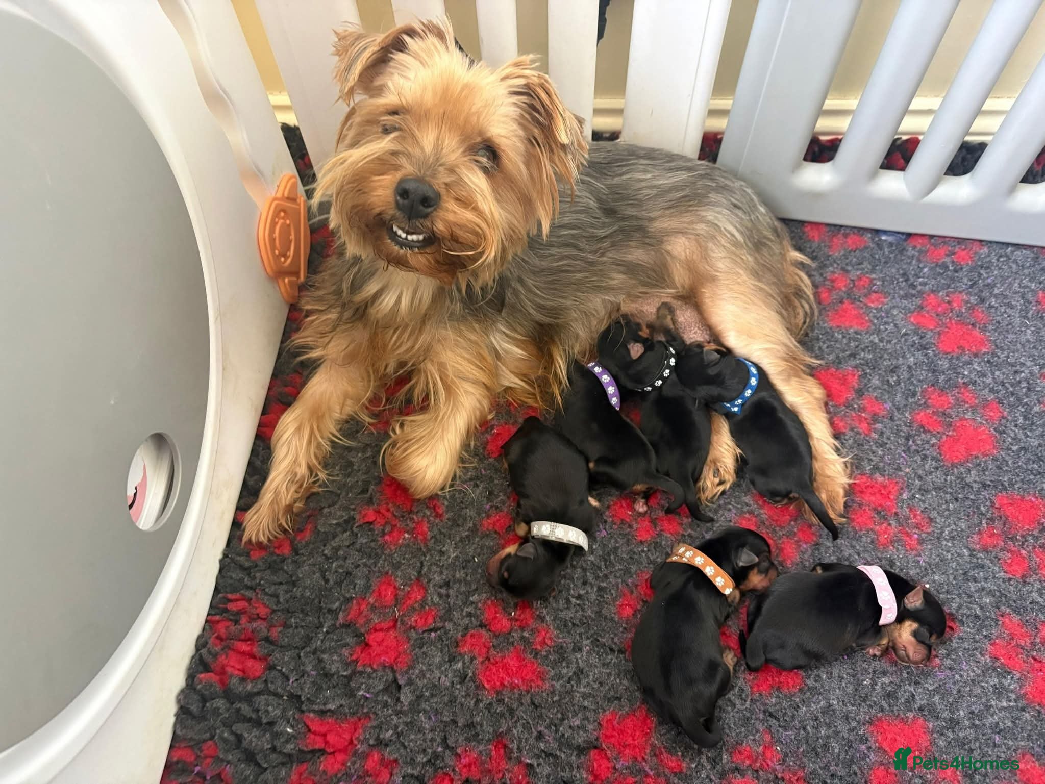 Yorkshire Terrier dogs for sale: Yorkshire terrier puppies  - Advert 1
