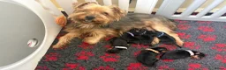 Yorkshire Terrier dogs for sale: Yorkshire terrier puppies  in Consett - Advert 1