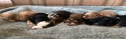 Cocker Spaniel dogs for sale: beautiful show cocker spaniel puppies  - Advert 4