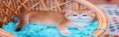 Golden British Shorthair Male