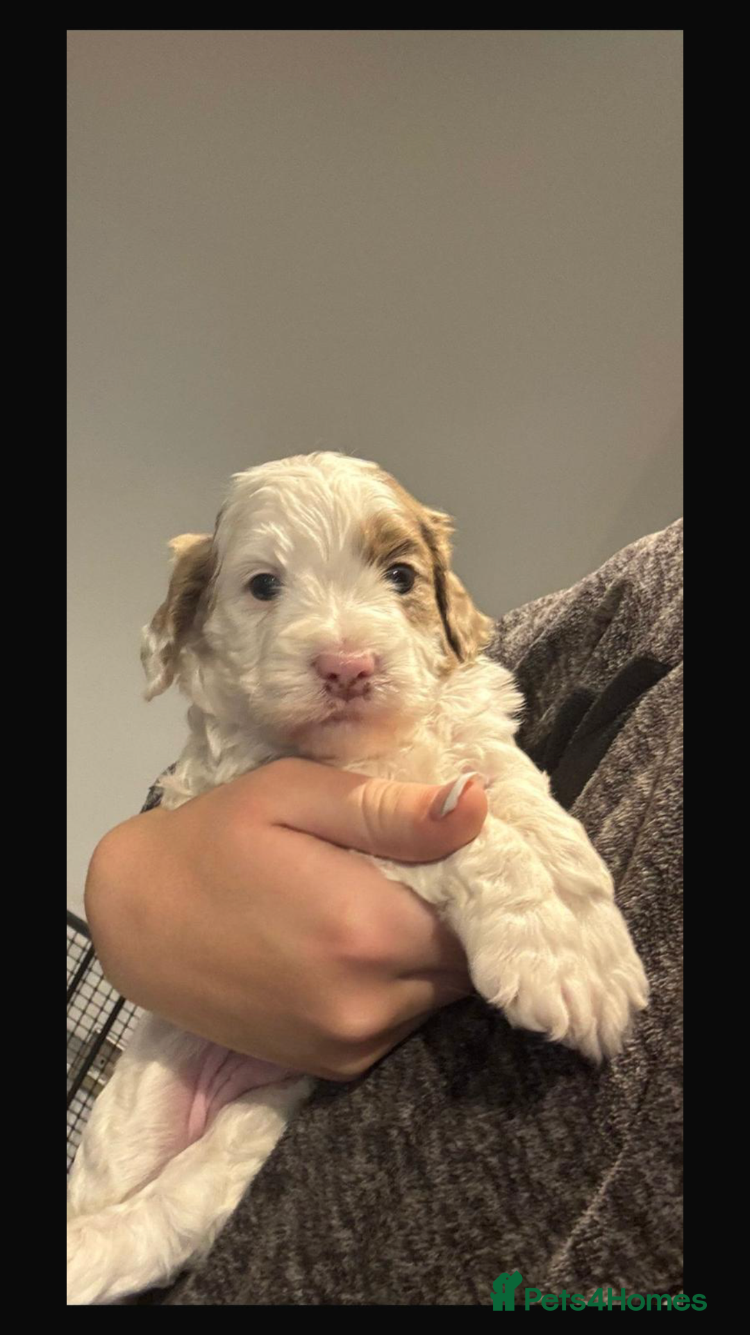 Cockapoo dogs for sale: F1 Cockapoo’s - Advert 6