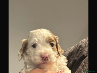 Cockapoo dogs F1 Cockapoo’s - Advert 14