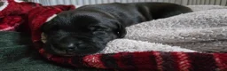Staffordshire Bull Terrier dogs for sale: Male puppy for sale - Advert 14