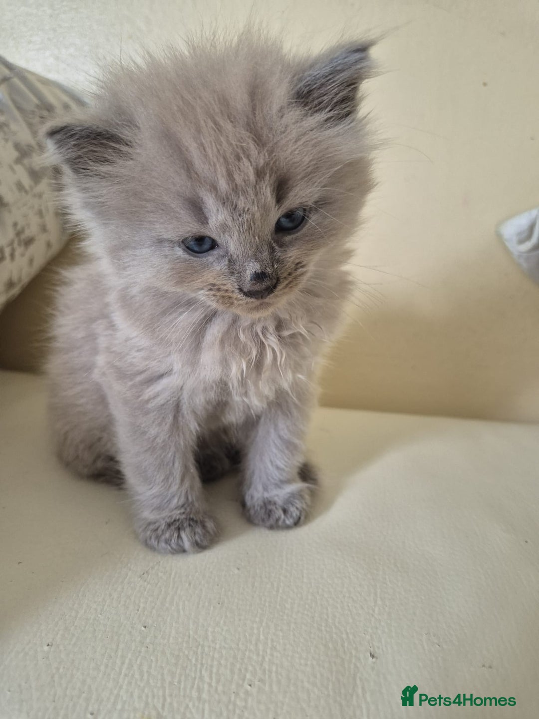 Siamese cats for sale: Adorable Siamese Kittens Looking for Loving Homes - Image 9
