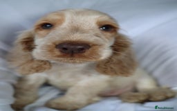 Cocker Spaniel dogs for sale: Championline Cocker Spaniel - Advert 17