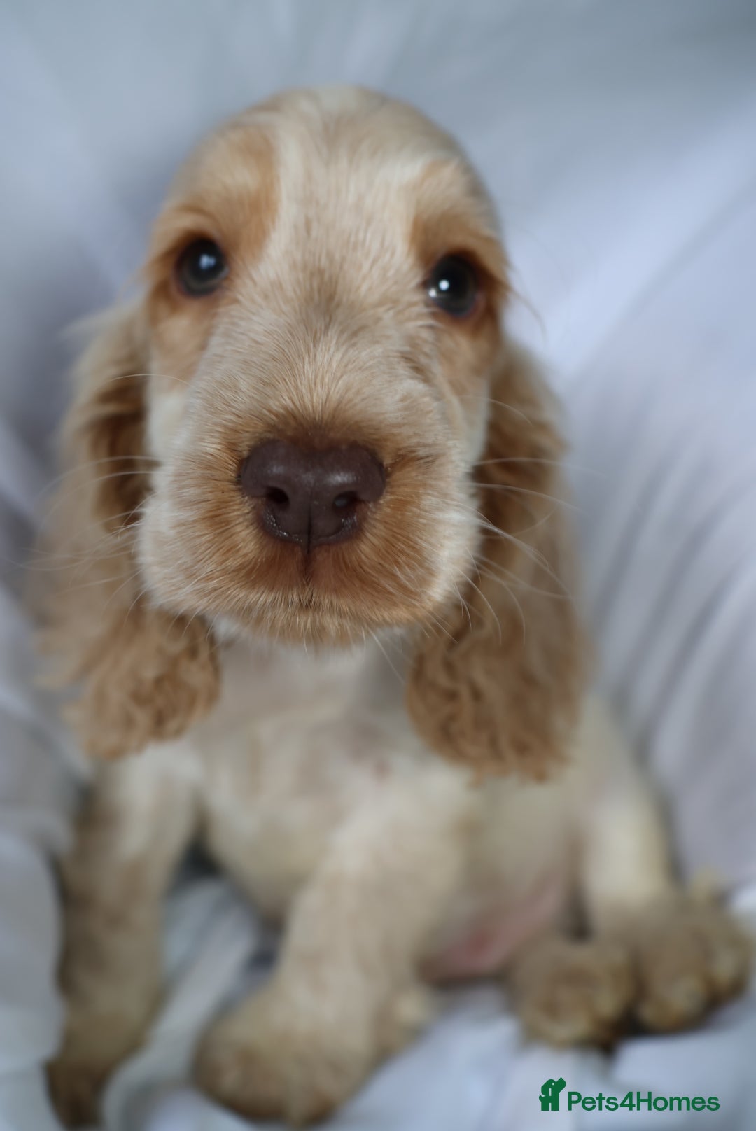 Cocker Spaniel dogs for sale: Championline Cocker Spaniel - Advert 17