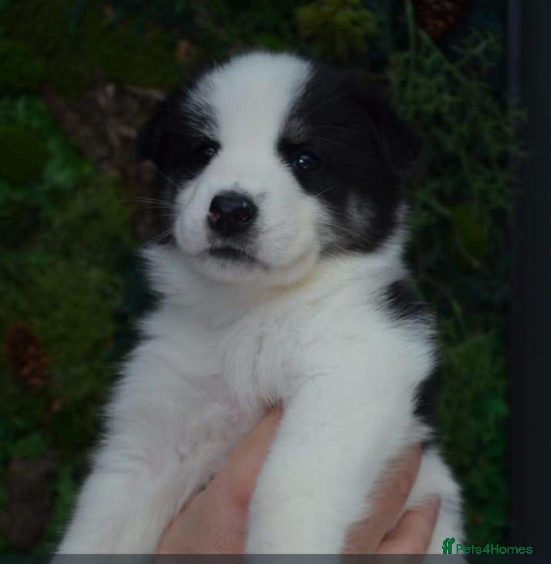 Mixed Breed dogs for sale: Samusky Puppy Female - Image 6