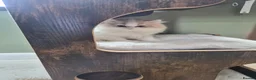British Longhair cats for sale: Stunning boy - Advert 4