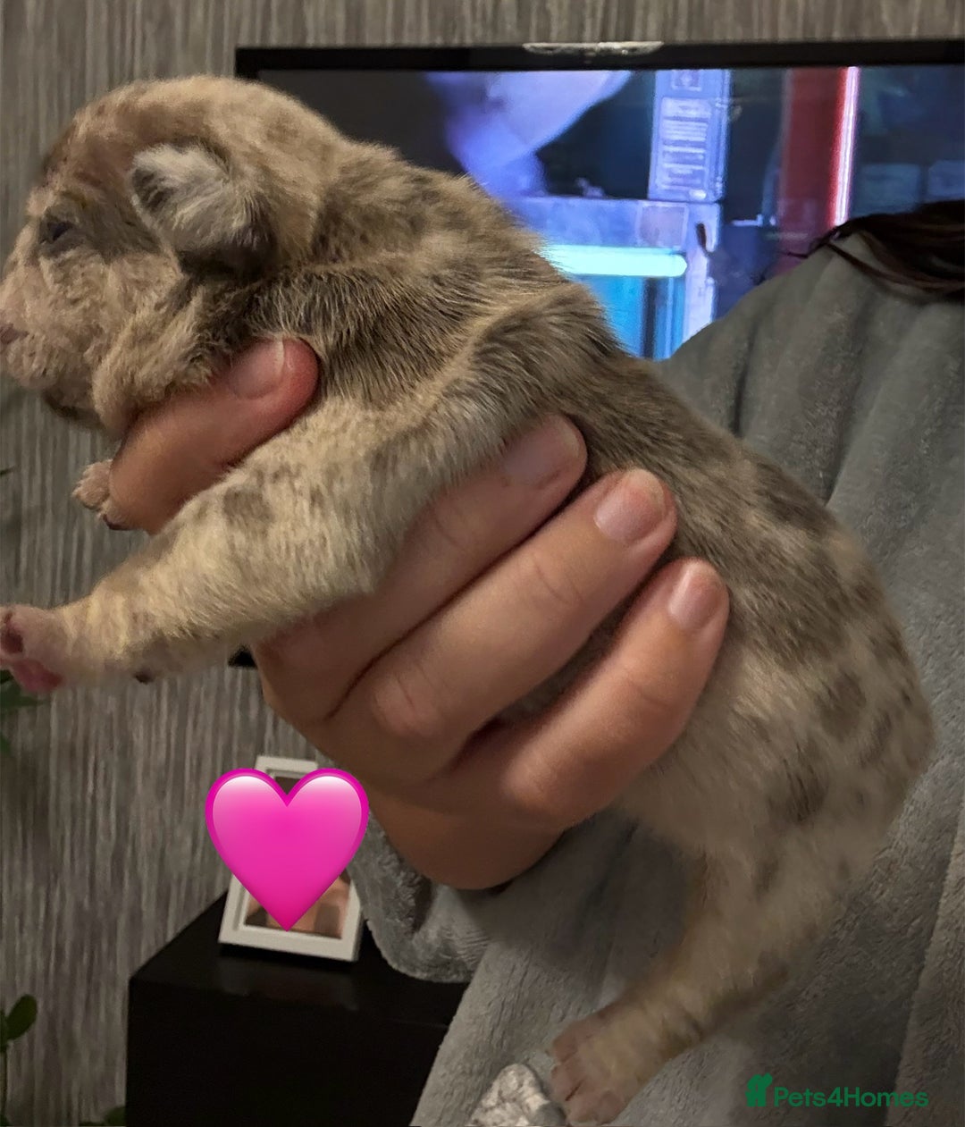 French Bulldog dogs for sale: French bulldog puppies - Advert 14