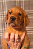 Labrador Retriever dogs - Advert 15