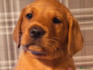 Labrador Retriever dogs - Advert 3