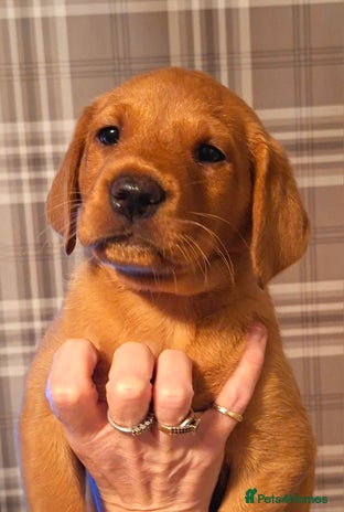 Labrador Retriever dogs - Advert 4