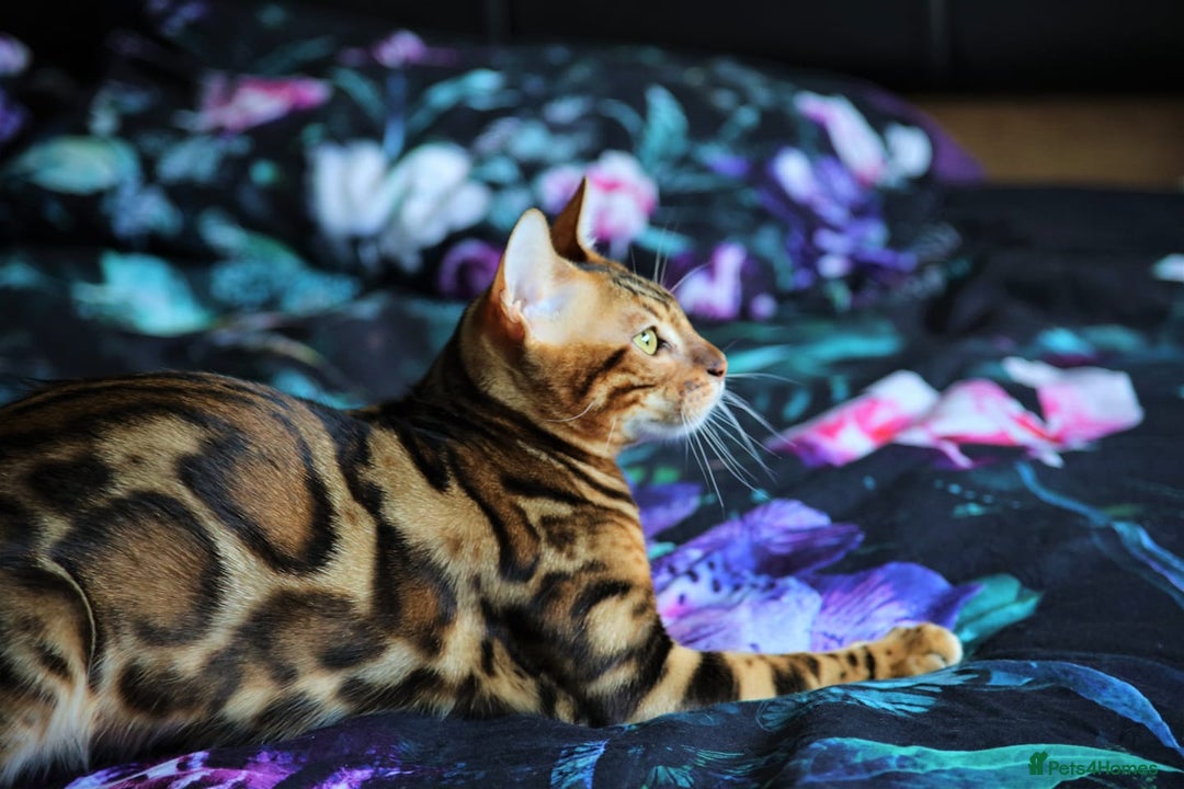 Bengal cats for sale: Snow, Silver & Brown Clouded Top Quality Bengals - Advert 4