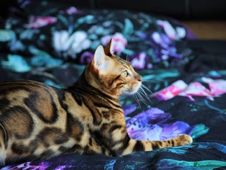Bengal cats - Advert 36