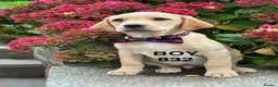 Labrador Retriever dogs for sale: Fully vaccinated KC Labradors - Advert 2