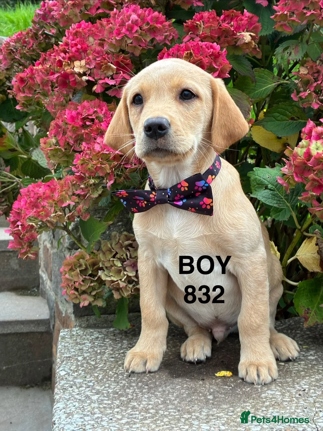 Labrador Retriever dogs for sale: Fully vaccinated KC Labradors - Advert 2