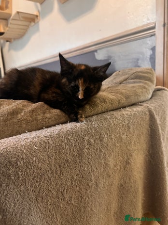 Ragdoll cats Calico x ragdolls - Advert 9