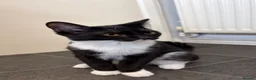 Mixed Breed cats for sale: Female 8 months tuxedo cat in Stafford - Advert 5