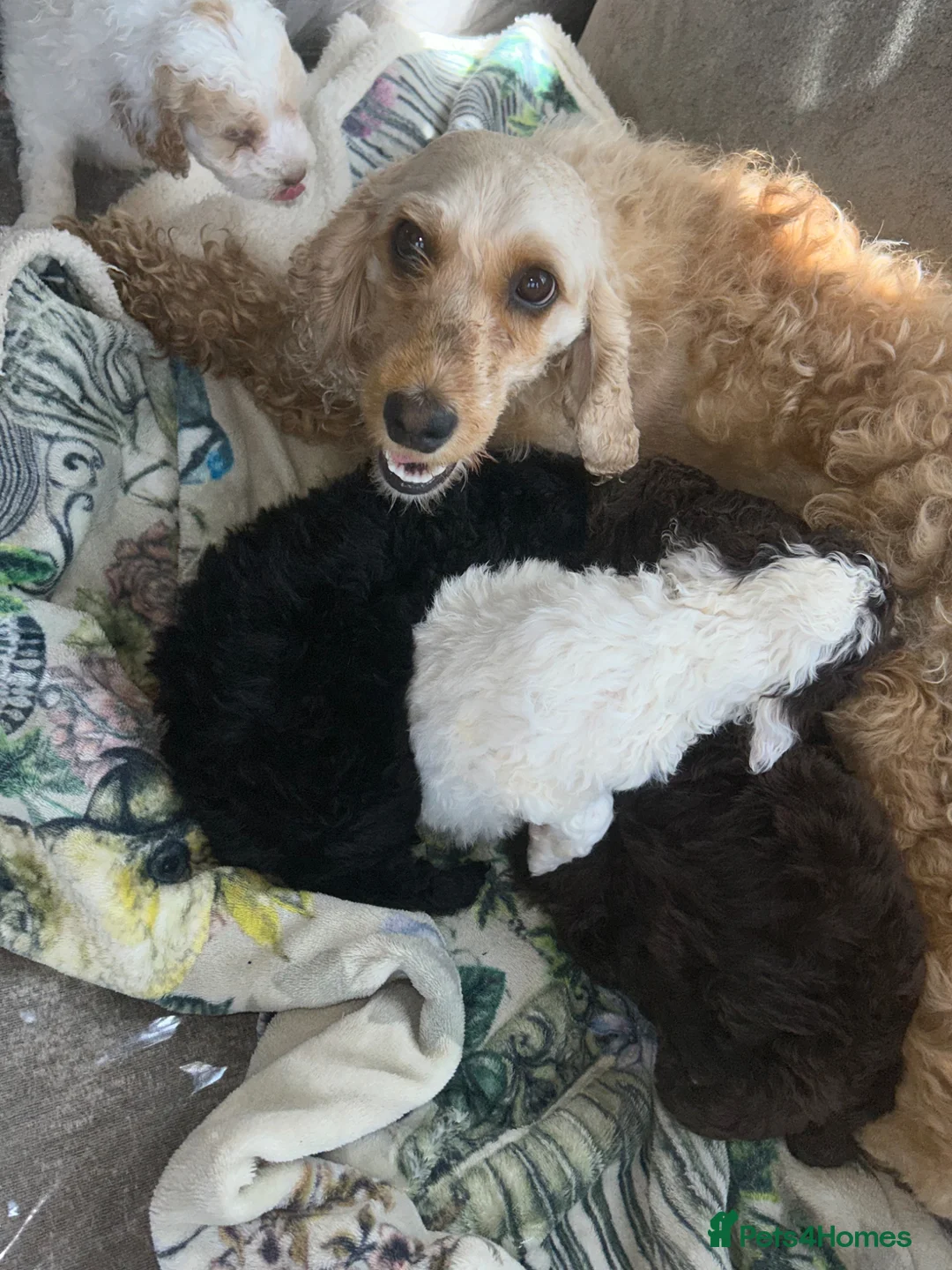 Cockapoo dogs for sale: Teddy bear cockapoos  - Advert 2