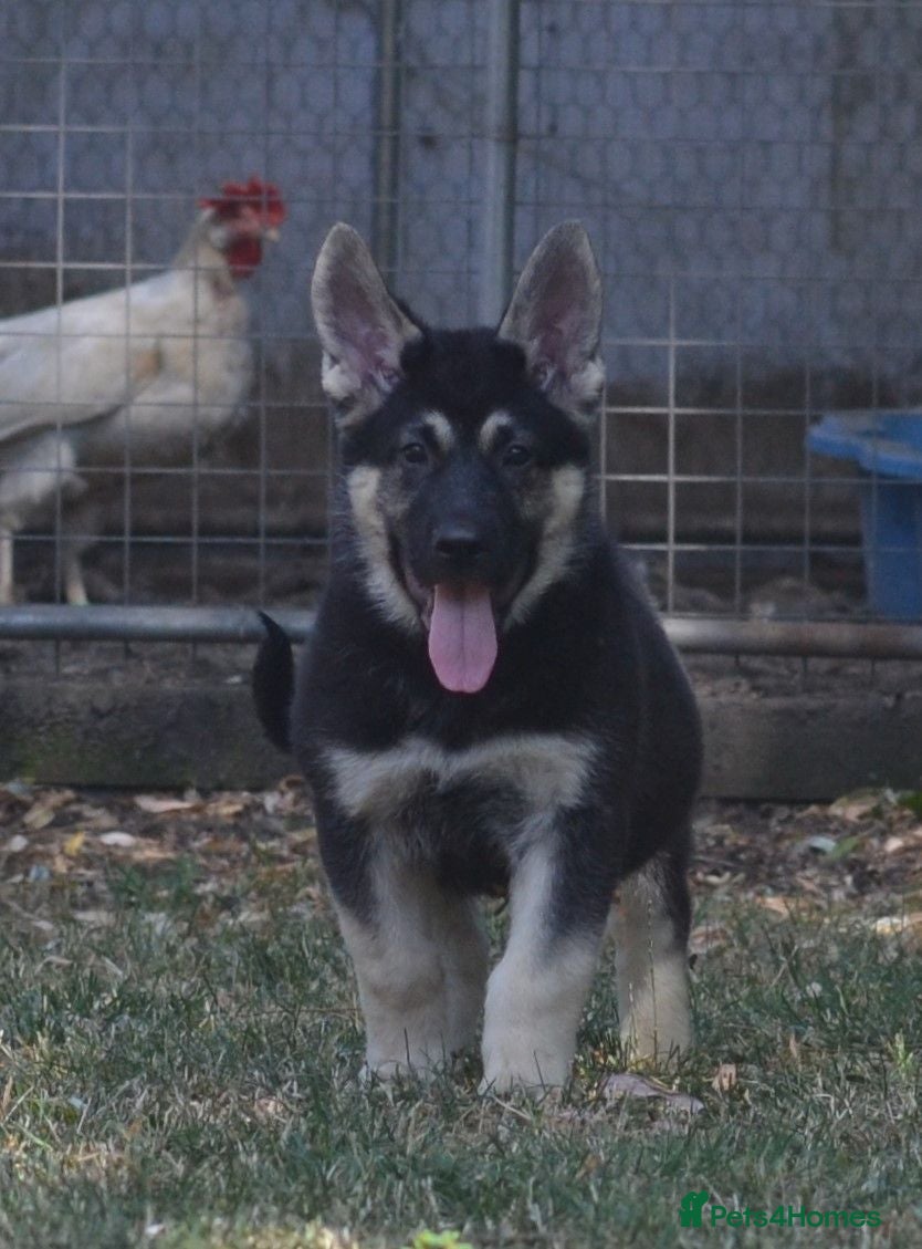 German Shepherd dogs ⭐ Rare East European Shepherd Puppies UK - Advert 2