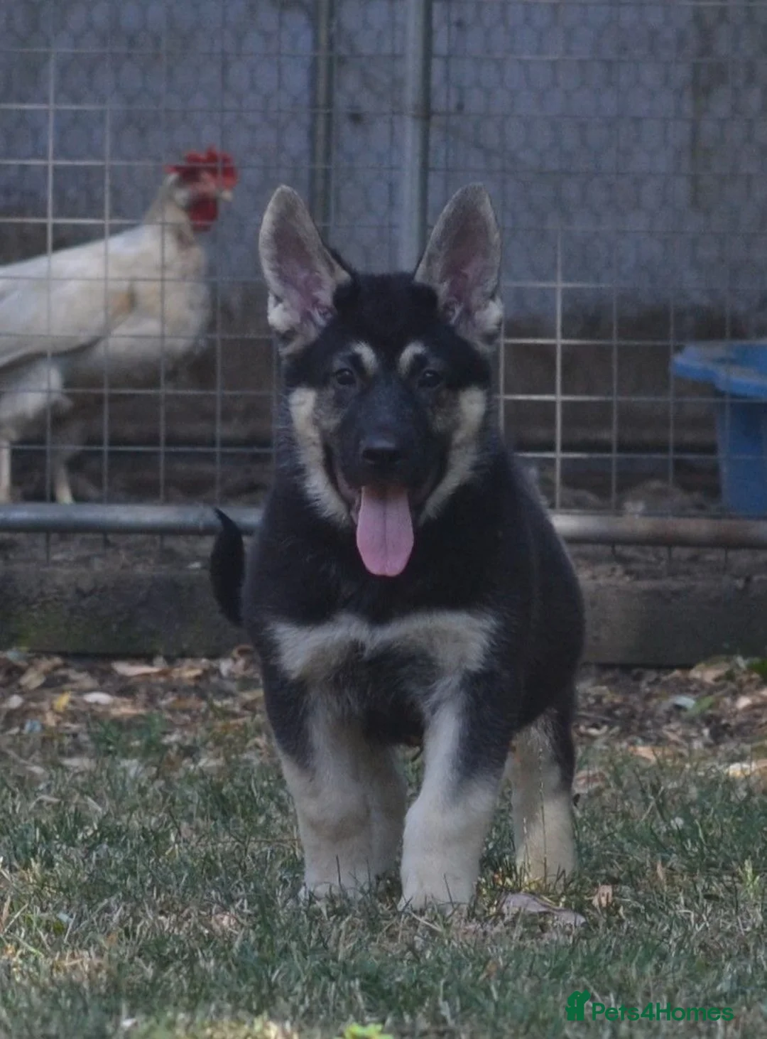 German Shepherd dogs for sale: ⭐ Rare East European Shepherd Puppies UK - Advert 2