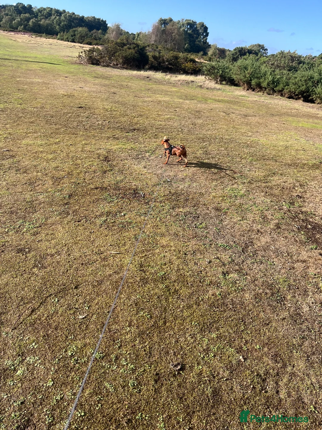 Miniature Pinscher dogs for sale: 16 week Miniature Pincher  in Sutton Coldfield - Advert 8