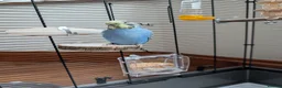 Budgerigars birds for sale: Young Male Budgie Looking for a Loving Home - Advert 5