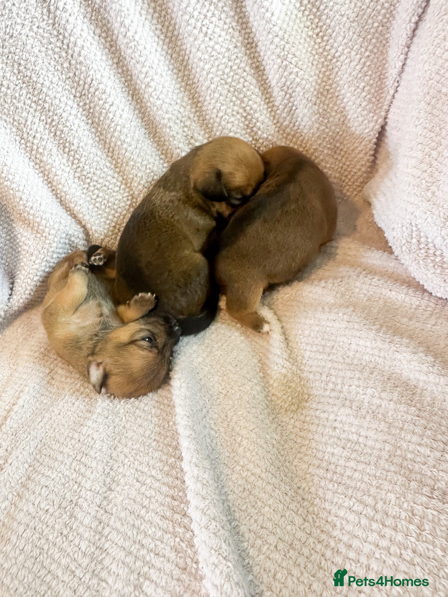 Mixed Breed dogs for sale: Patterdale X Lakeland Puppies for Sale in Letchworth Garden City - Advert 13
