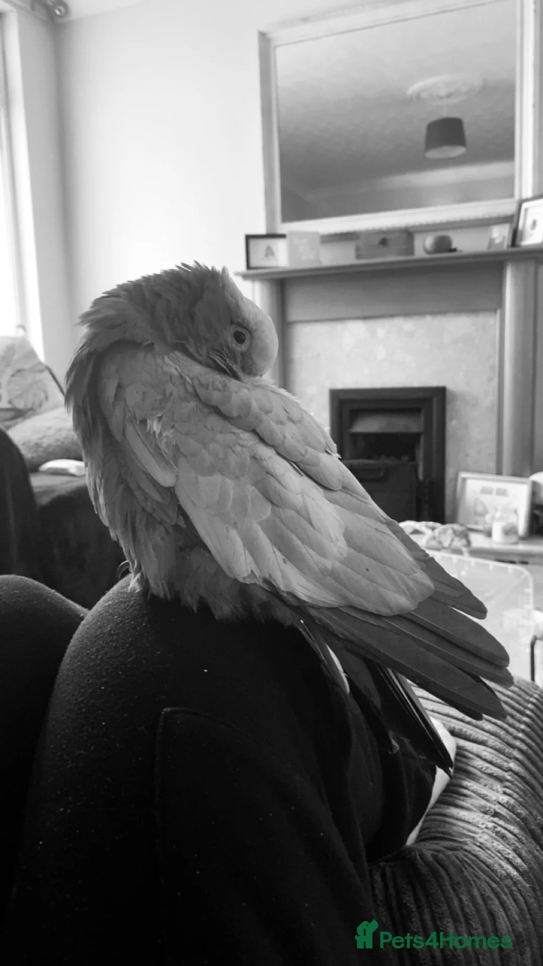 Cockatoo birds for sale: buddy - Advert 2